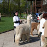 Alpakashow in Gallinchen, April 2009