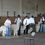 Alpakashow in Gallinchen, April 2009