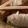 2. Alpaca Show in Hapert / Holland