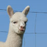 2. Alpaca Show in Hapert / Holland