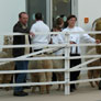 Alpaka-Zucht-Schau des AZVD in Offenbach, 2009