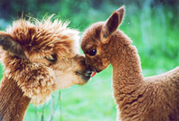 Ruby und Cherry - Eine Alpaka-Mama mit ihrem Kind