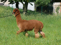 Our stud male Santos