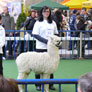 Alpaka-Show der ALPACA Association e.V. in Ulm