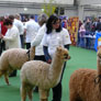 Alpaka-Show der ALPACA Association e.V. in Ulm